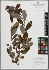Foto von Salix atrocinerea Brot.